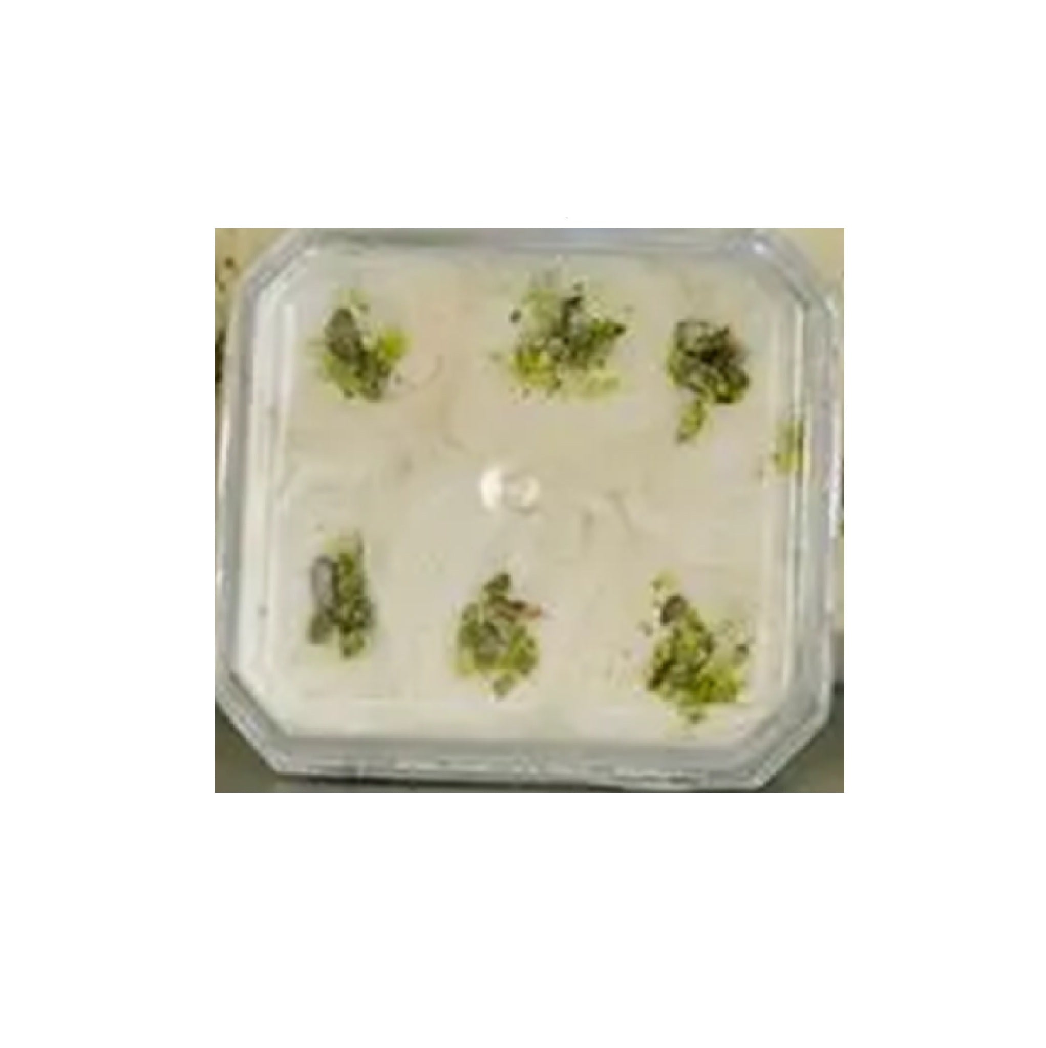 Lebanese Cotton Candy 250g